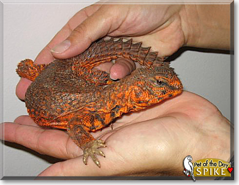 Spike, the Pet of the Day