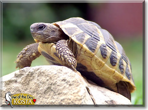 Kosta, the Pet of the Day