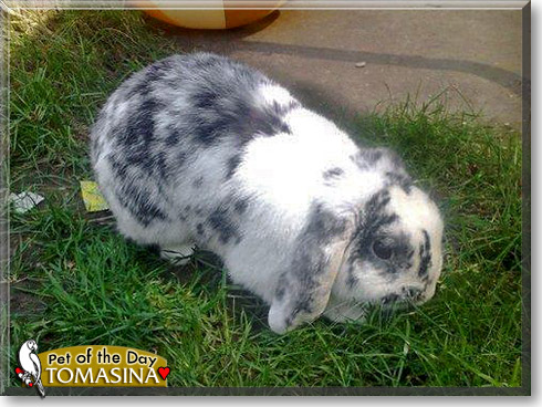 Tomasina, the Pet of the Day