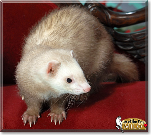 Milo, the Pet of the Day
