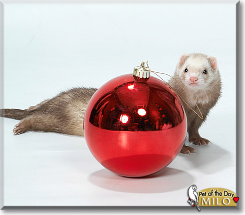 Milo, the Pet of the Day