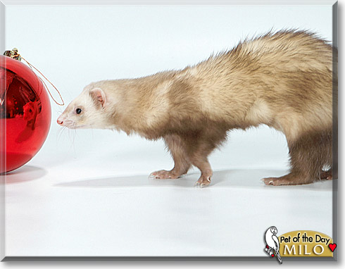 Milo, the Pet of the Day
