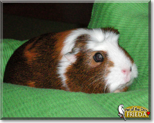 Freida, the Pet of the Day