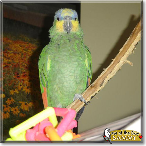Sammy, the Pet of the Day Sammy, the Pet of the Day