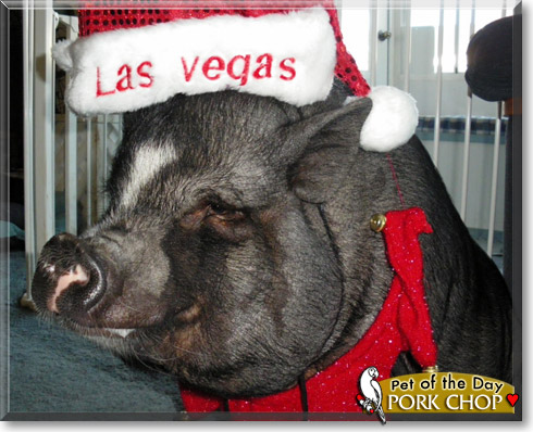 Pork Chop, the Pet of the Day Pork Chop, the Pet of the Day