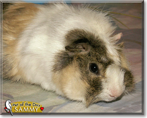 Sammy, the Pet of the Day