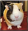 Ms. Pigglesworth