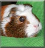 Freida