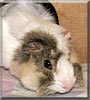 Sammy