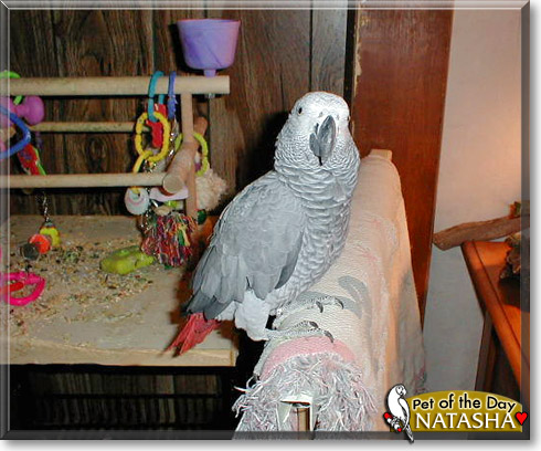 Natasha, the Pet of the Day Natasha, the Pet of the Day