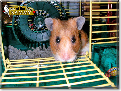Sammy, the Pet of the Day Sammy, the Pet of the Day