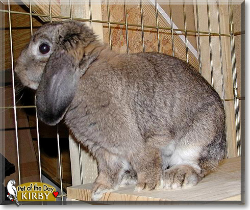 Kirby, the Pet of the Day Kirby, the Pet of the Day
