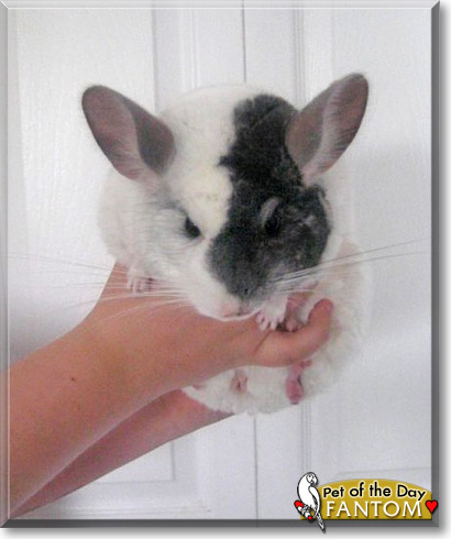 Fantom, the Pet of the Day Fantom, the Pet of the Day