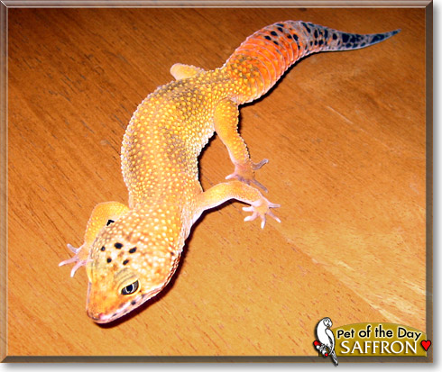 Saffron, the Pet of the Day Saffron, the Pet of the Day