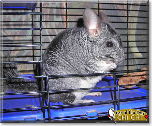 Chi Chi, the Pet of the Day Chi Chi, the Pet of the Day