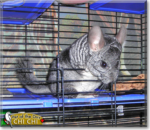 Chi Chi, the Pet of the Day Chi Chi, the Pet of the Day