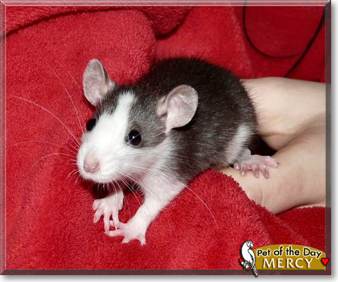 Mercedes, the Pet of the Day Mercedes, the Pet of the Day