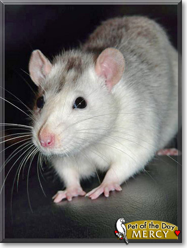 Mercedes, the Pet of the Day Mercedes, the Pet of the Day