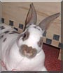 Cadbury