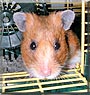 Sammy