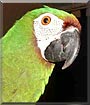 Borito