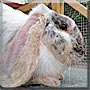 Flopsy