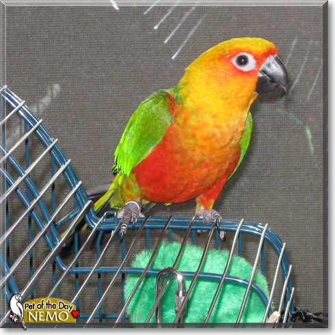 Nemo, the Pet of the Day