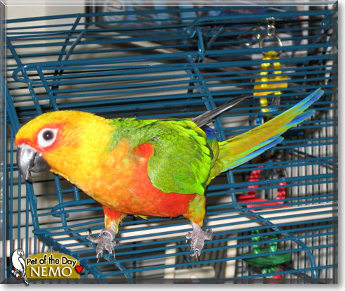 Nemo, the Pet of the Day