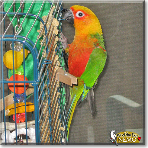 Nemo, the Pet of the Day