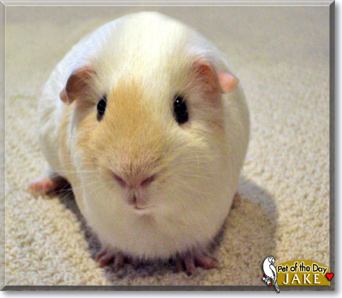 Jake, the Pet of the Day