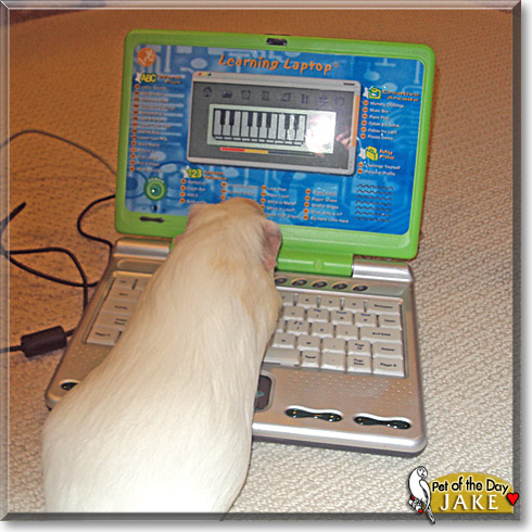 Jake, the Pet of the Day