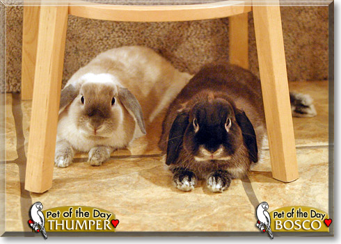 Bosco, Thumper, the Pet of the Day Bosco, Thumper, the Pet of the Day