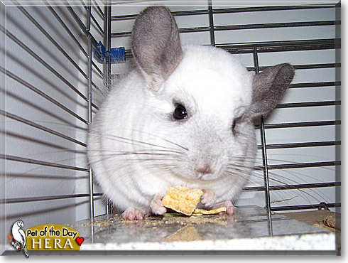 Hera, the Pet of the Day Hera, the Pet of the Day