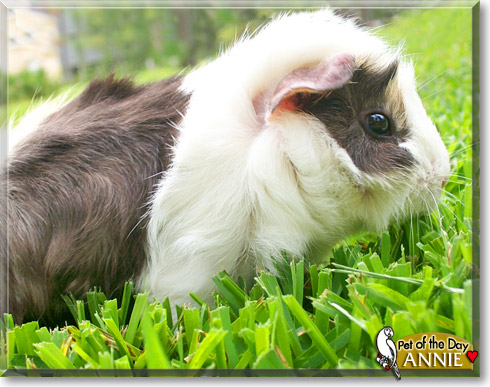 Annie, the Pet of the Day