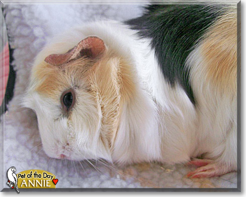 Annie, the Pet of the Day