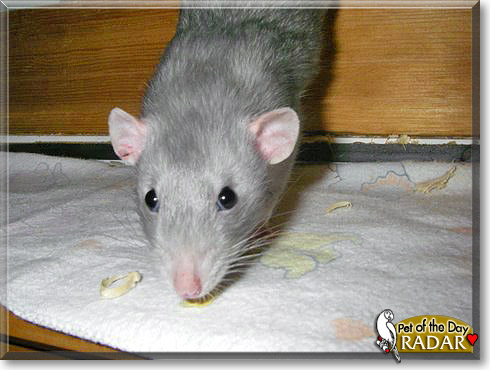 Radar, the Pet of the Day