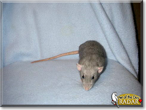 Radar, the Pet of the Day