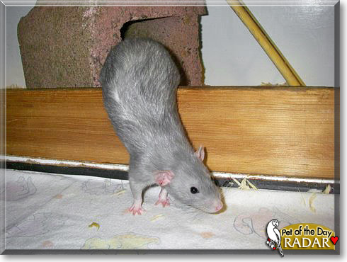 Radar, the Pet of the Day