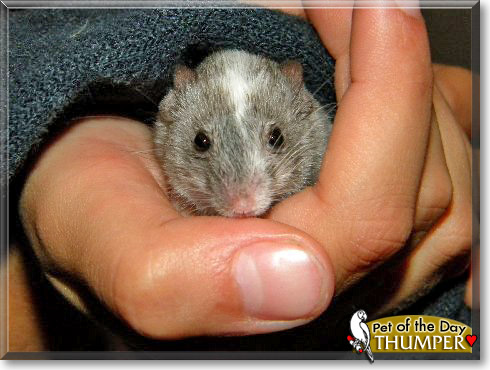 Thumper, the Pet of the Day