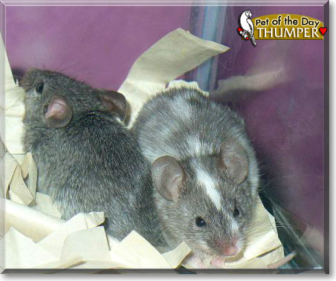 Thumper, the Pet of the Day
