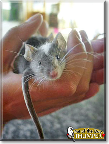 Thumper, the Pet of the Day