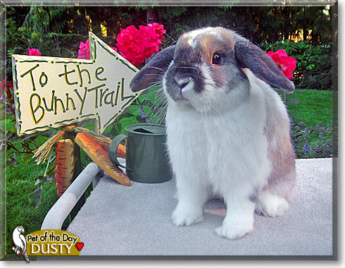 Dusty, the Pet of the Day Dusty, the Pet of the Day