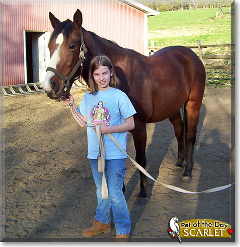 Scarlet, the Pet of the Day Scarlet, the Pet of the Day