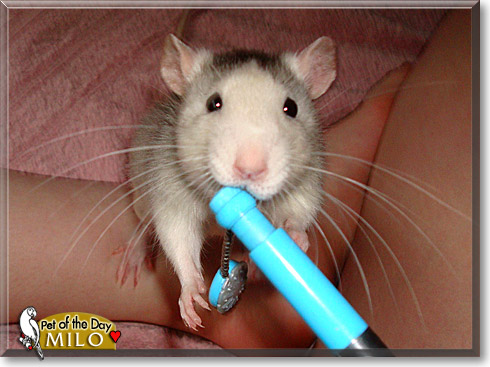 Milo, the Pet of the Day Milo, the Pet of the Day