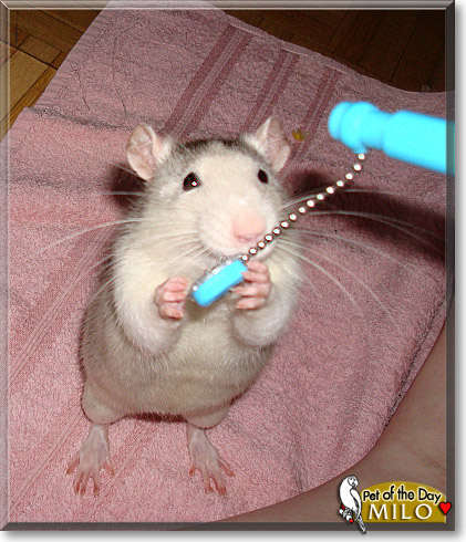 Milo, the Pet of the Day Milo, the Pet of the Day