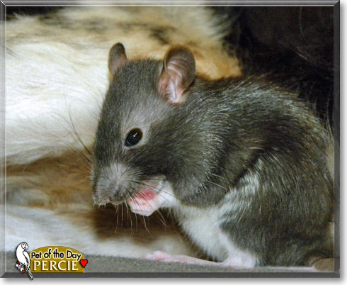 Percie, the Pet of the Day Percie, the Pet of the Day