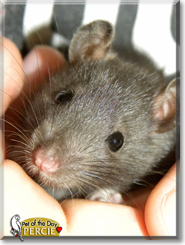 Percie, the Pet of the Day Percie, the Pet of the Day