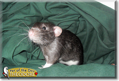 Theodore, the Pet of the Day Theodore, the Pet of the Day