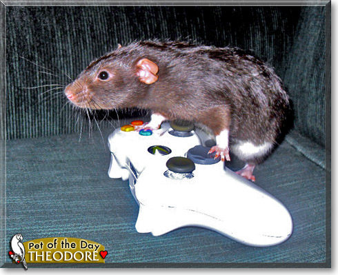 Theodore, the Pet of the Day Theodore, the Pet of the Day