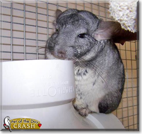 Crash, the Pet of the Day